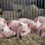 La influenza porcina es una enfermedad respiratoria de los cerdos causada por el virus de la influenza tipo A