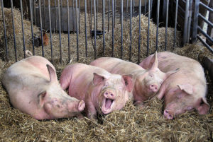 La influenza porcina es una enfermedad respiratoria de los cerdos causada por el virus de la influenza tipo A