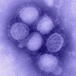 Cómo se transmite y recombina el virus de la gripe son las claves para combatir futuras pandemias