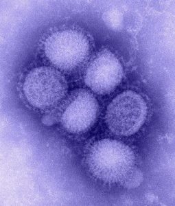 Cómo se transmite y recombina el virus de la gripe son las claves para combatir futuras pandemias