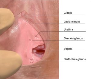 Anatomía de la vulva
