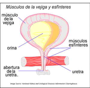 Incontinencia urinaria