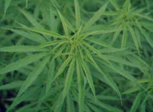 La cannabis podria tener aplicacion para tratar tumores