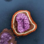 Los virus son los culpables de las mayores pandemias y siguen poniendo en jaque a los científicos