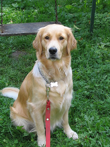 Screening del cáncer colorrectal mediante el olfato canino