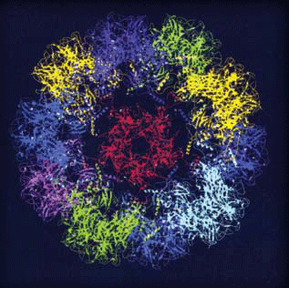 Virus HPV